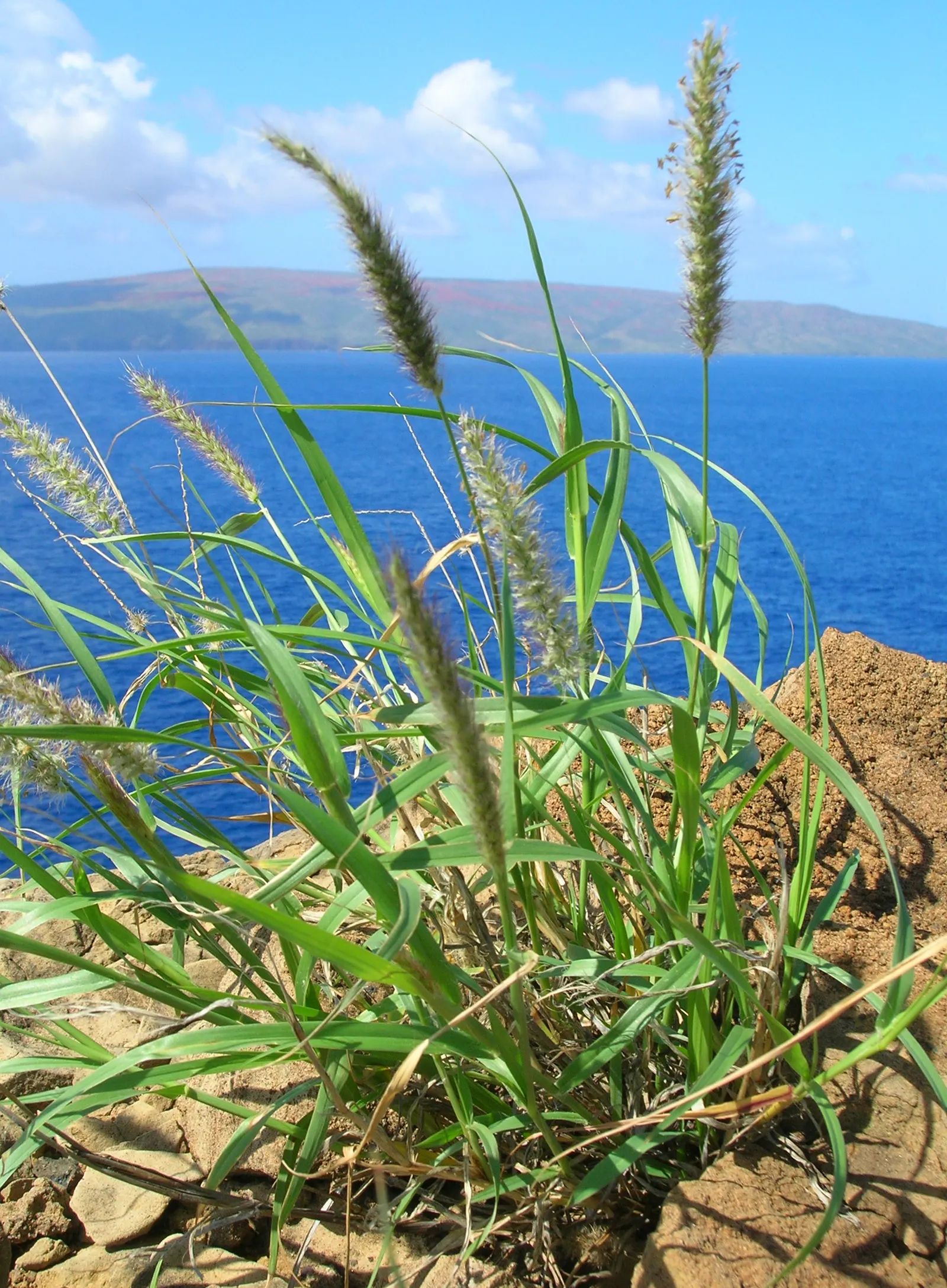 Fountain Grass (Pennisetum Alopecuroides) — grass / shrub for full