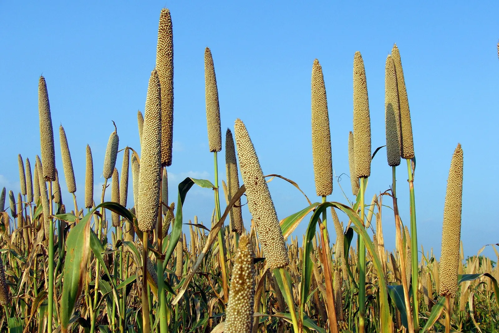 Fountain Grass (Pennisetum Alopecuroides) — With its elegant form and captivating blooms; this graceful plant typically reaches heights of 2 to 3, image 79