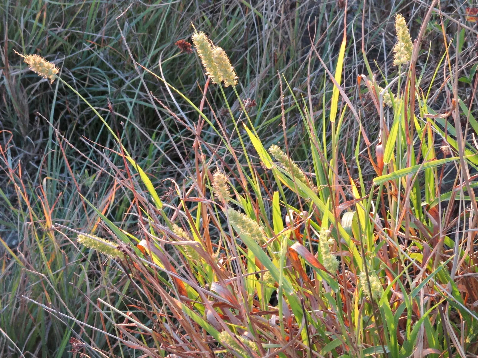 Fountain Grass (Pennisetum Alopecuroides) — Be mindful to space each plant approximately 24 to 36 inches apart to allow for mature spread; its lush, green