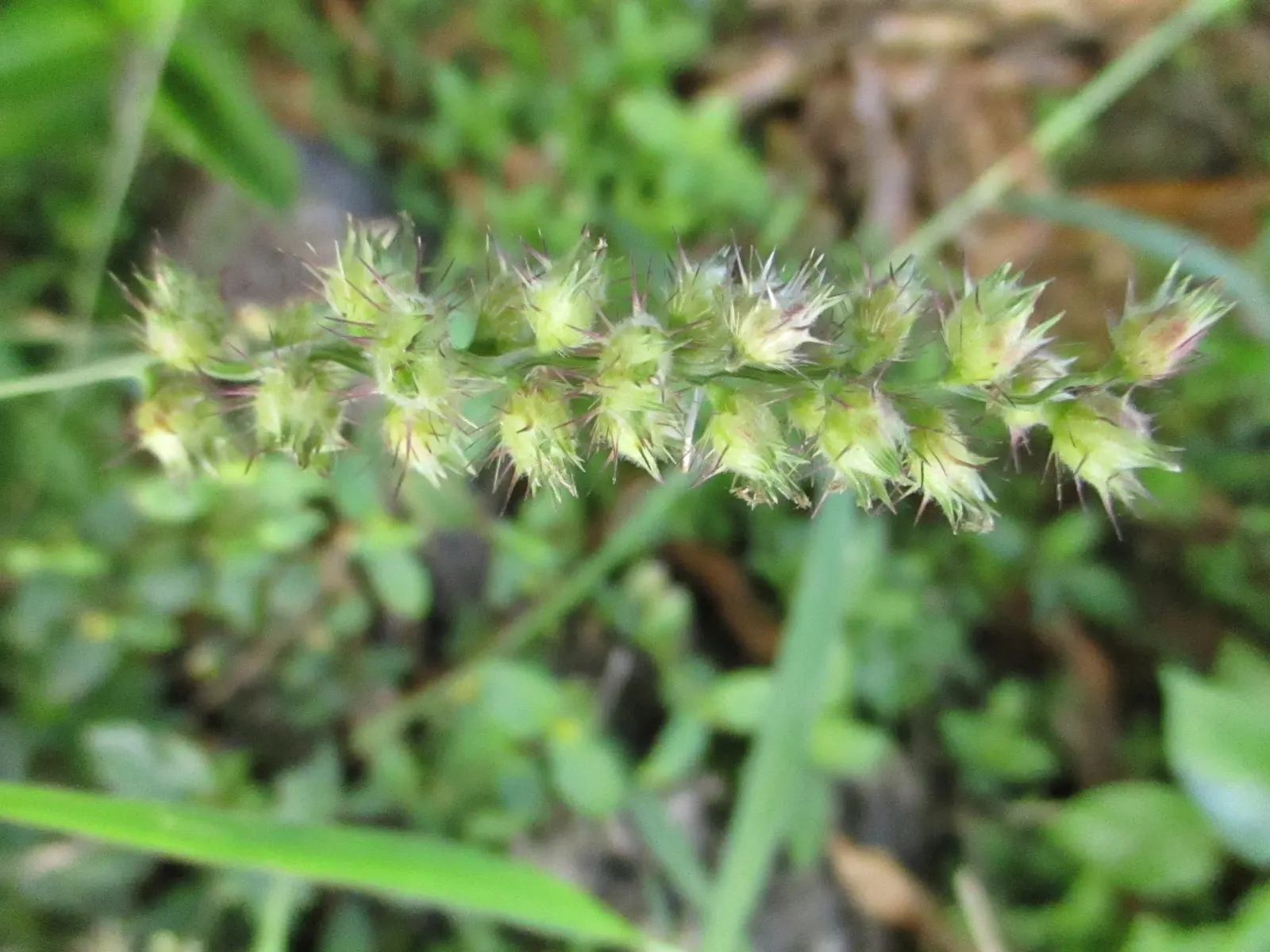 Fountain Grass (Pennisetum Alopecuroides) — bottlebrush-like flower spikes that emerge in late summer to early fall; making it an ideal accent for borders and