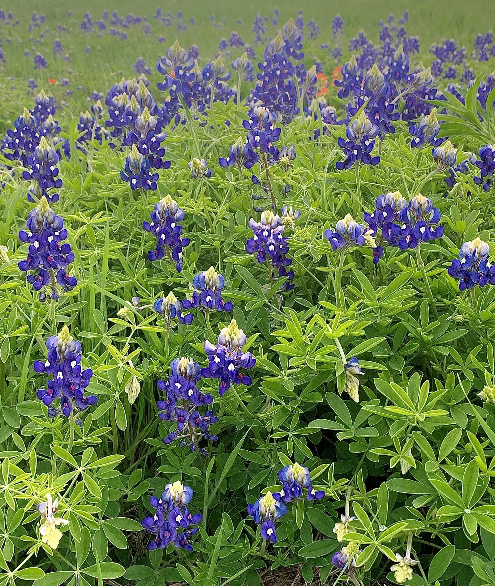 Texas Bluebonnet (Lupinus Texensis) — and can spread equally wide; annual for full, image 66