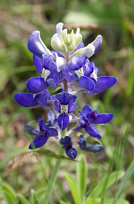 Texas Bluebonnet (Lupinus Texensis) — This hardy annual thrives in full sun and well-drained soils, blooming March to May; the flower spikes are, image 57