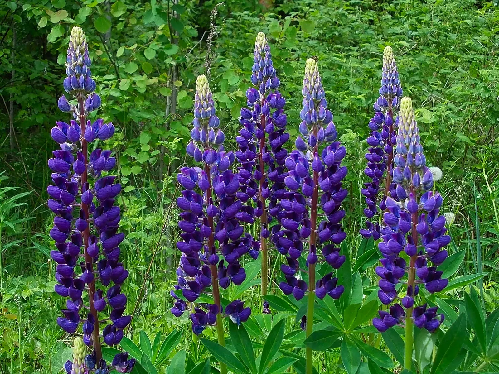 Texas Bluebonnet (Lupinus Texensis) — Groupings or drifts of bluebonnets create stunning sea of blue effect in the garden; the bluebonnet favors full sun