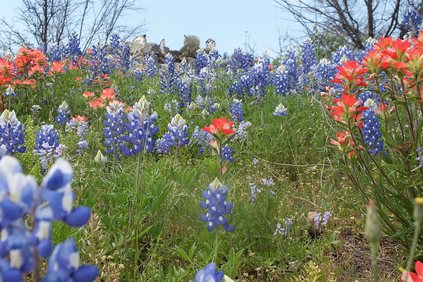 Texas Bluebonnet (Lupinus Texensis) — and is a celebrated symbol of Texan pride and natural beauty; offering low maintenance and high drought, image 63