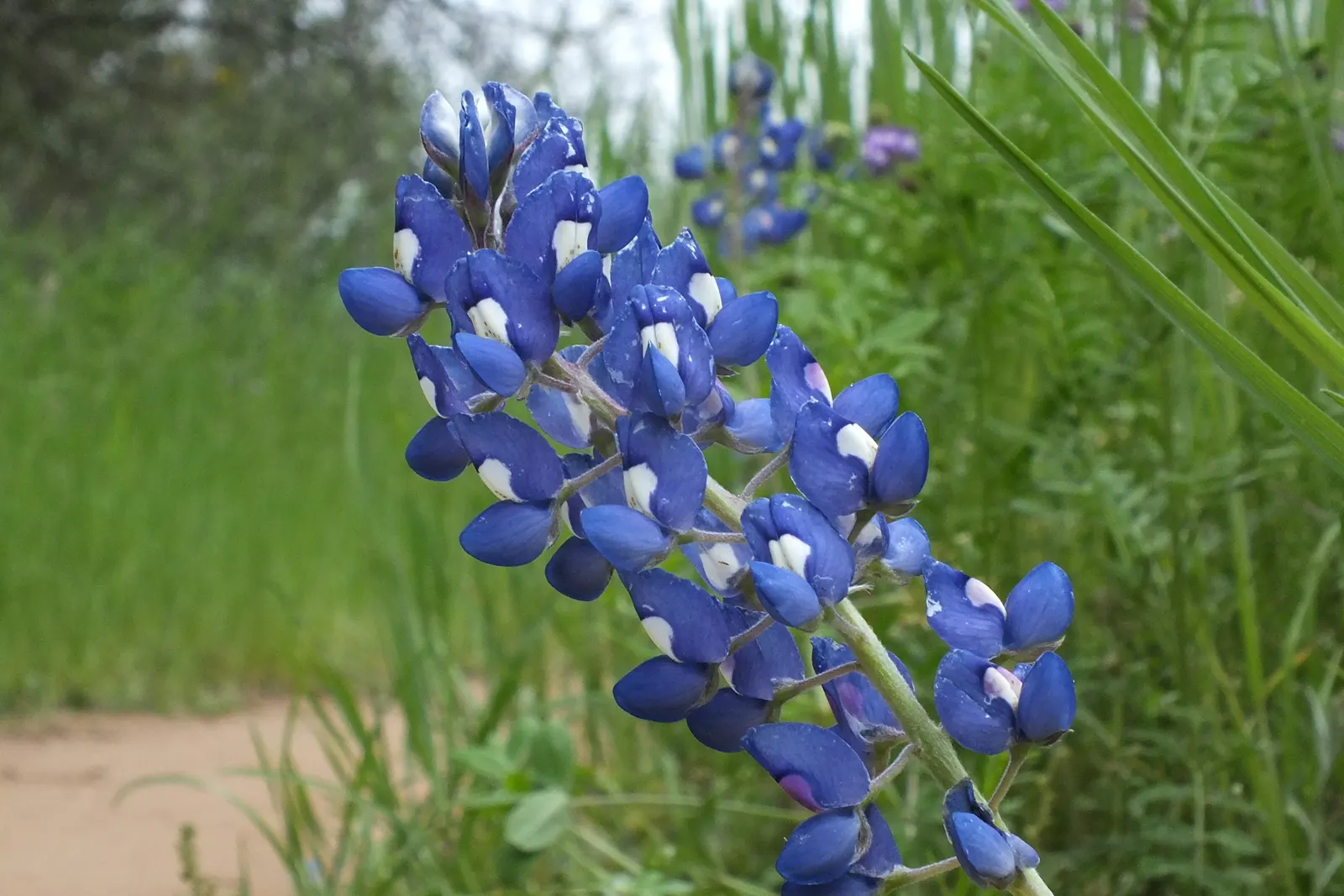 Texas Bluebonnet (Lupinus Texensis) — offering low maintenance and high drought resistance; and can spread equally wide, image 60