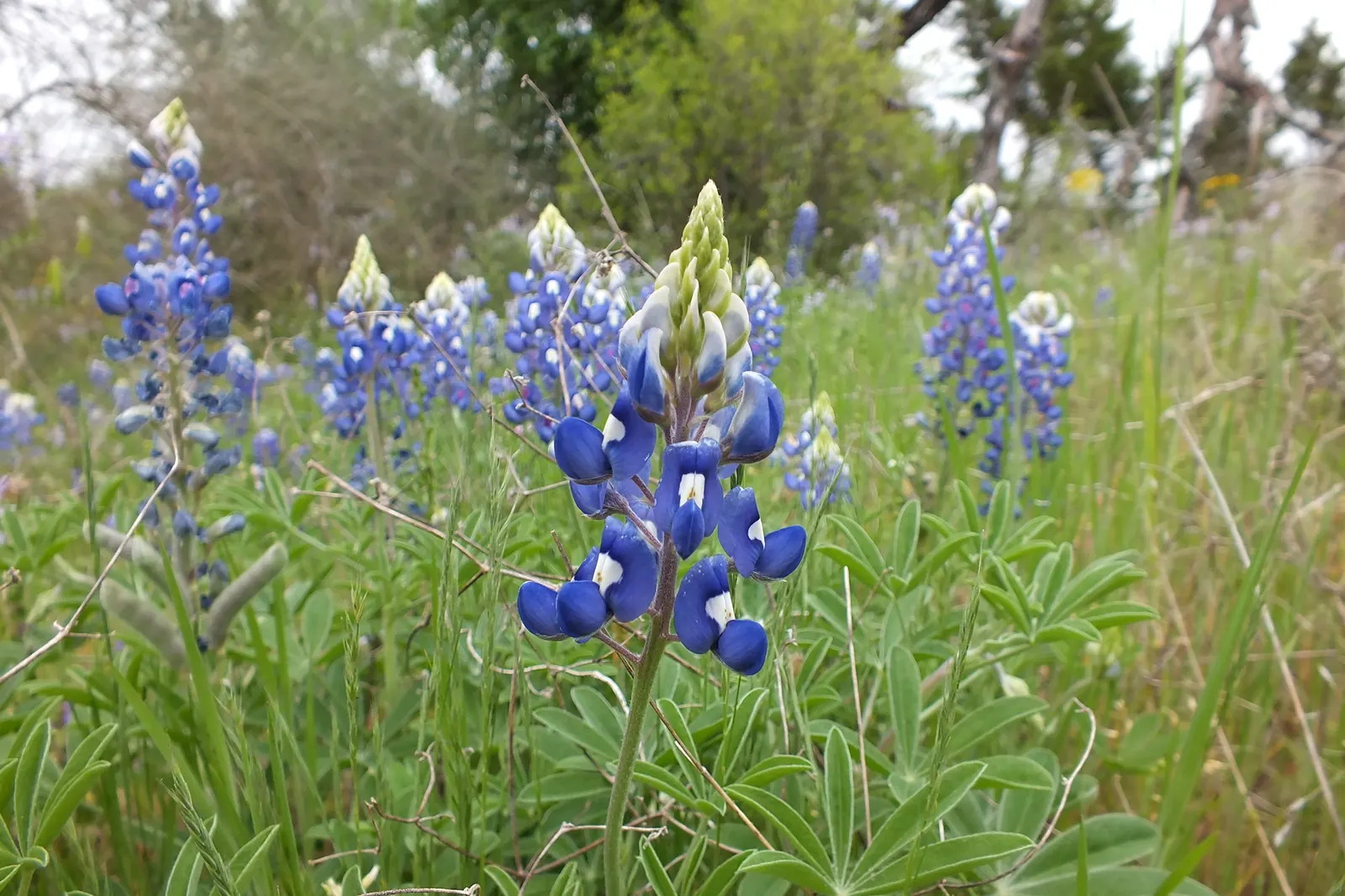 Texas Bluebonnet (Lupinus Texensis) — Its leaves are palmately compound; it's the Texas state flower, perfect for adding a touch of regional, image 67