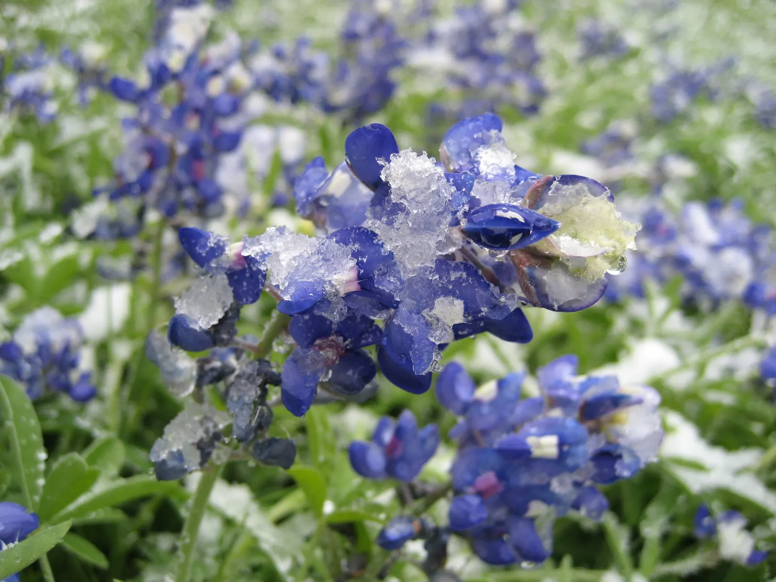 Texas Bluebonnet (Lupinus Texensis) — The flower spikes are densely packed with multiple flowers; fern-like appearance.<br><br>Flourishing in the well-drained