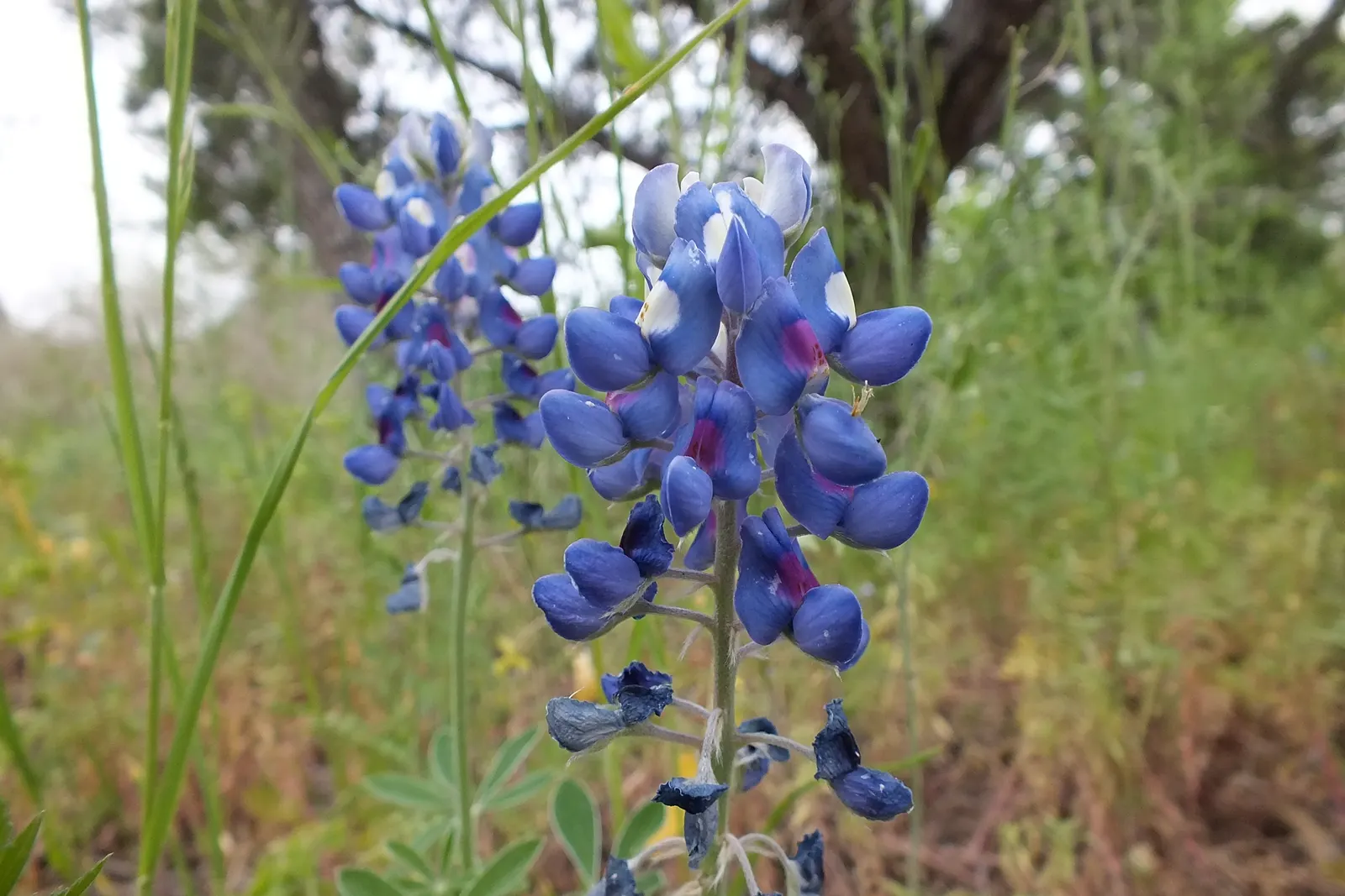Texas Bluebonnet (Lupinus Texensis) — generally featuring five leaflets radiating from a central point