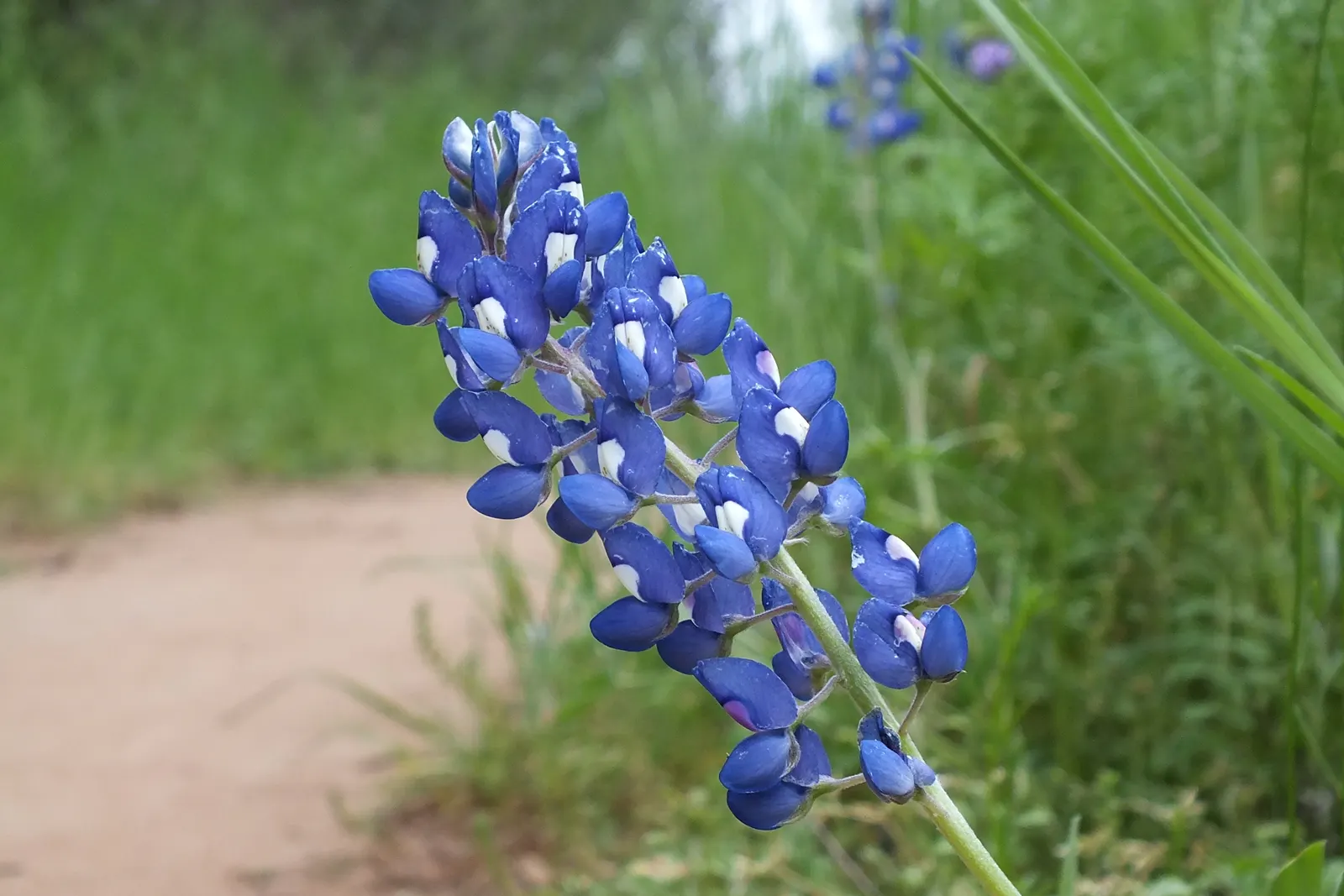 Texas Bluebonnet (Lupinus Texensis) — and can spread equally wide; annual for full