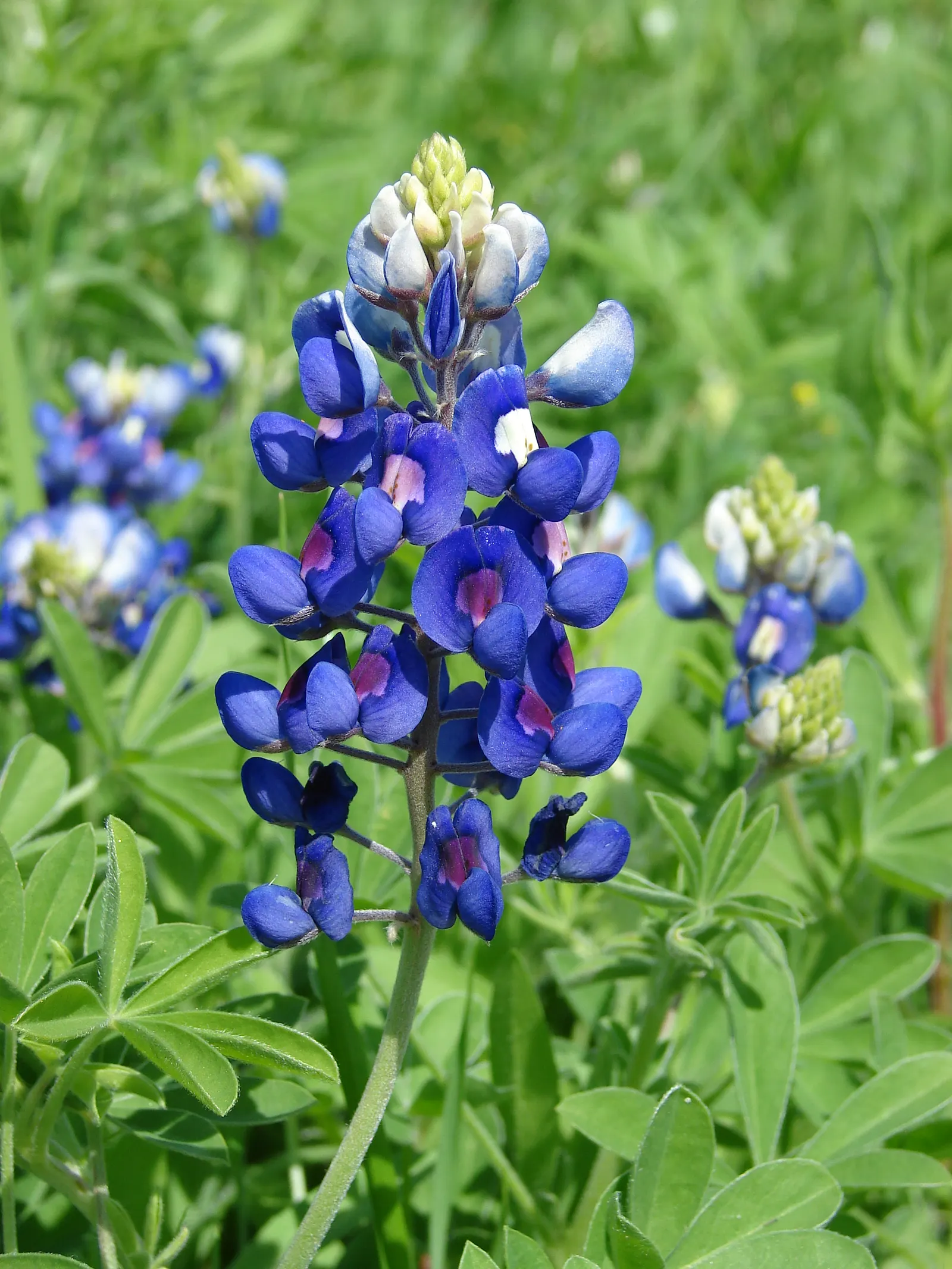 Texas Bluebonnet (Lupinus Texensis) — Its leaves are palmately compound