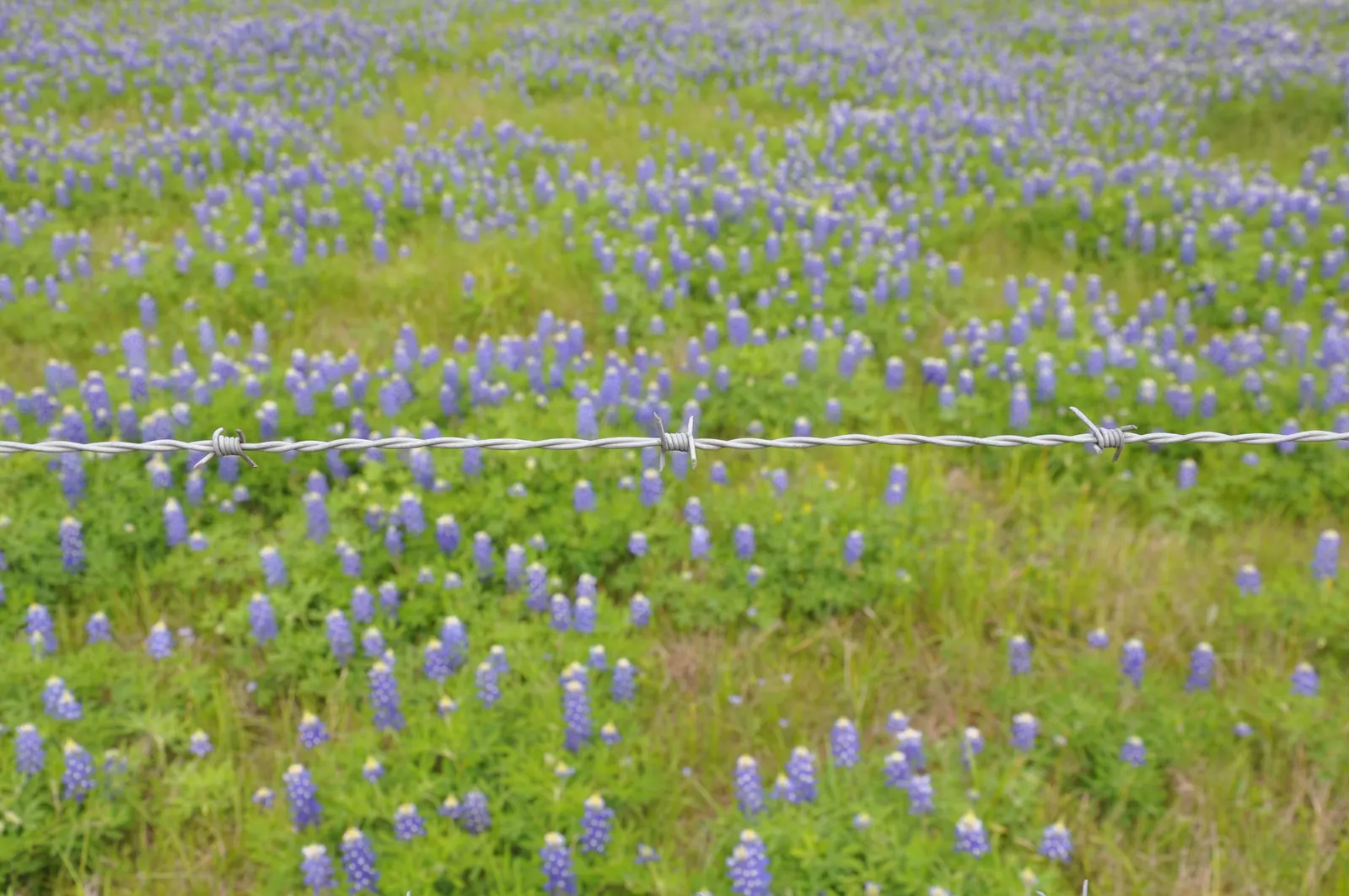 Texas Bluebonnet (Lupinus Texensis) — the plant typically reaches a modest height of about 12 to 24 inches; an established bluebonnet can be, image 65