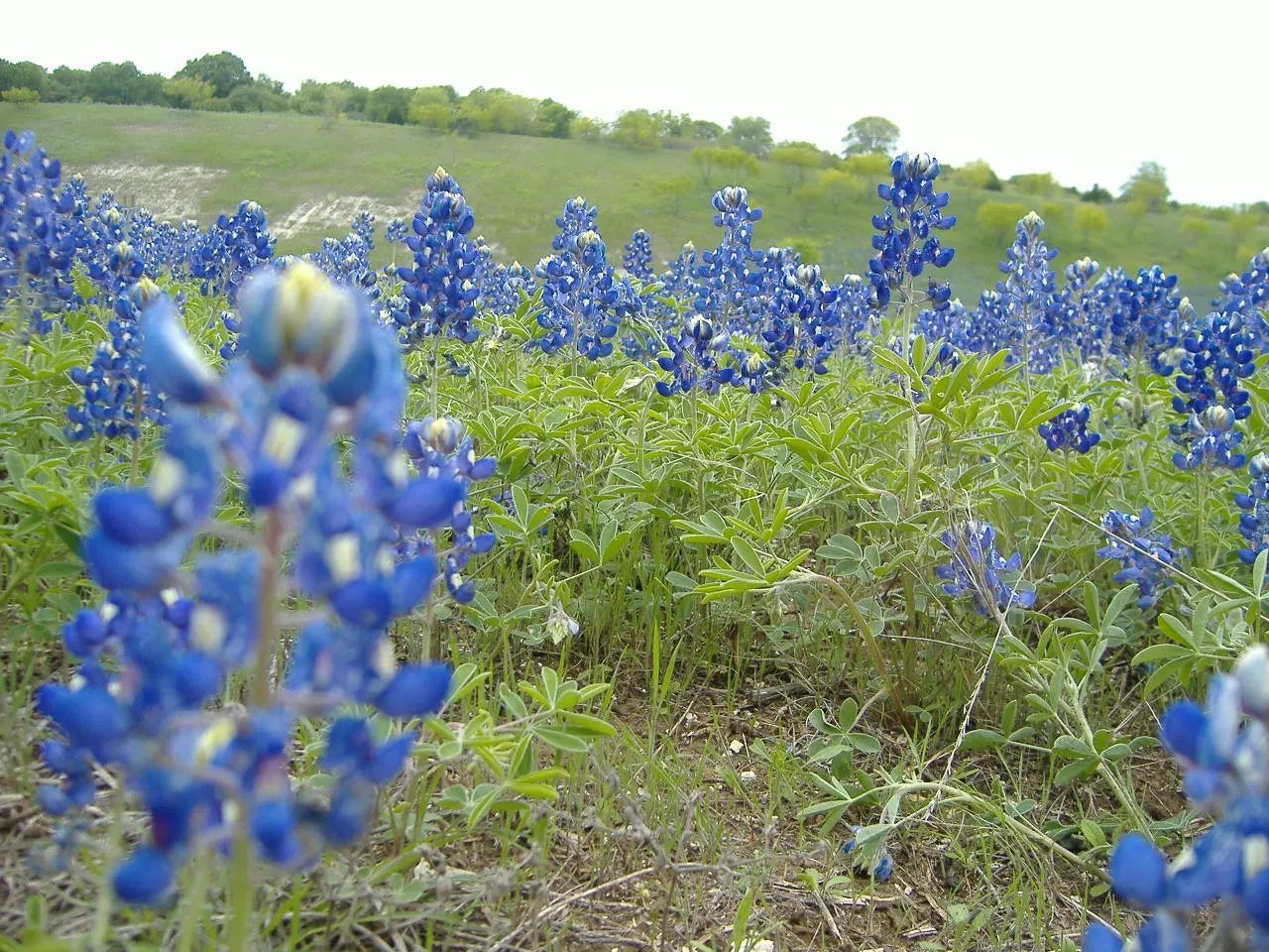 Texas Bluebonnet (Lupinus Texensis) — showcasing an impressive spring bloom between March and May; the Texas Bluebonnet (Lupinus texensis) holds the esteemed
