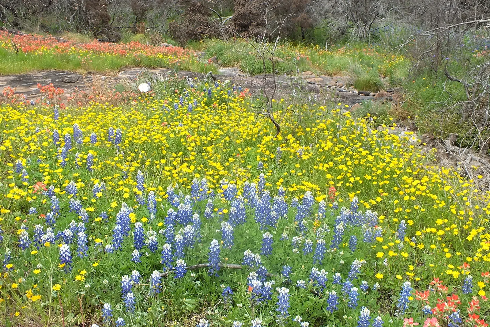 Texas Bluebonnet (Lupinus Texensis) — This hardy annual thrives in full sun and well-drained soils, blooming March to May