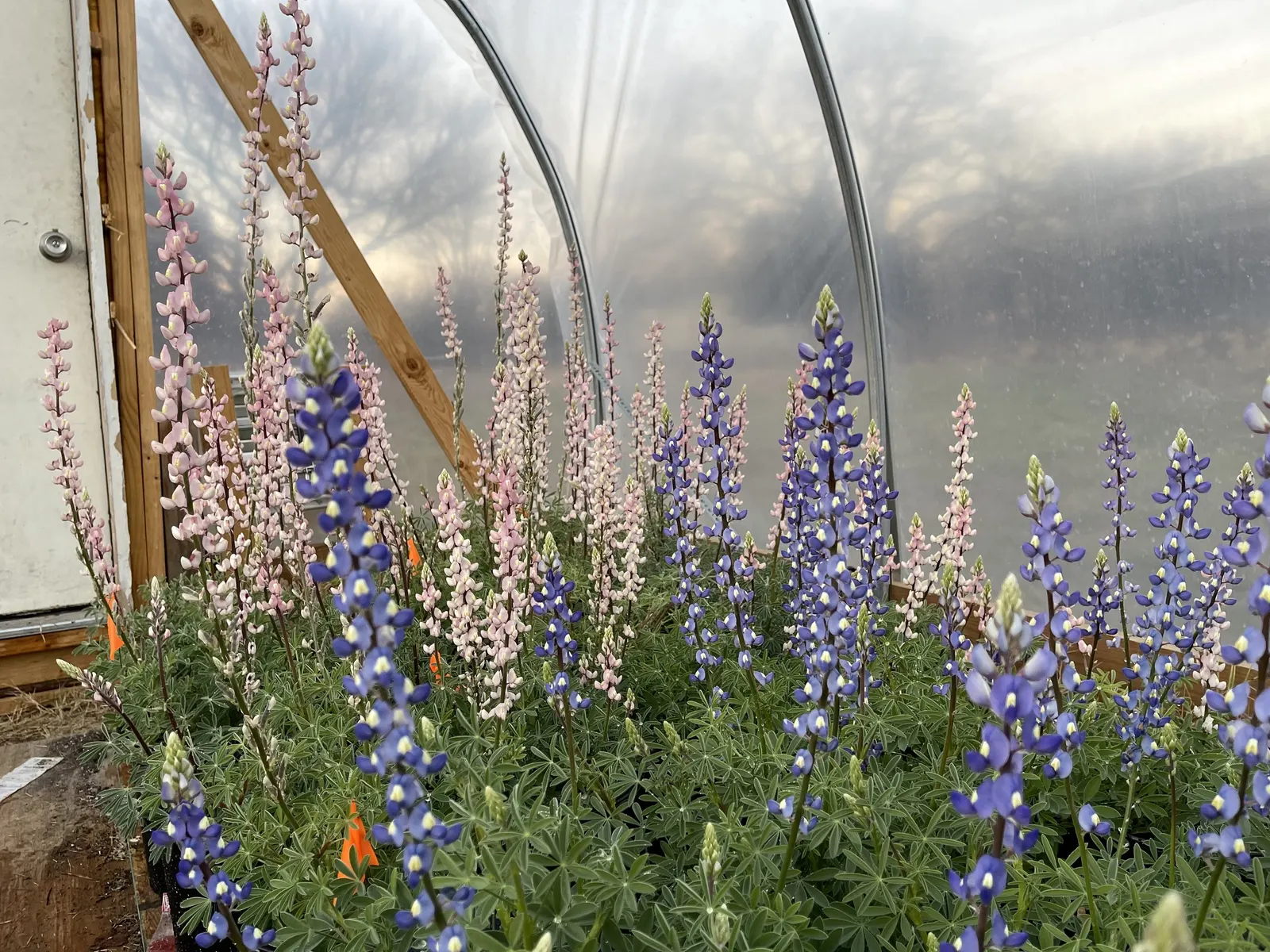 Texas Bluebonnet (Lupinus Texensis) — offering an early-season nectar source for pollinators such as bees and butterflies