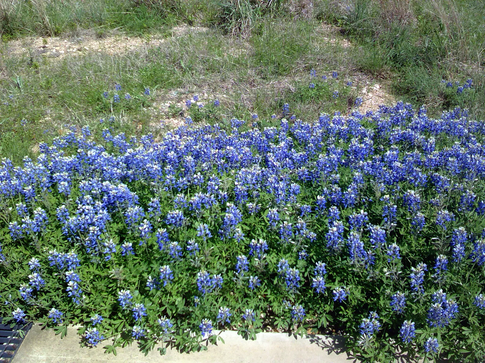 Texas Bluebonnet (Lupinus Texensis) — The Texas Bluebonnet (Lupinus texensis) graces landscapes with vibrant blue flowers