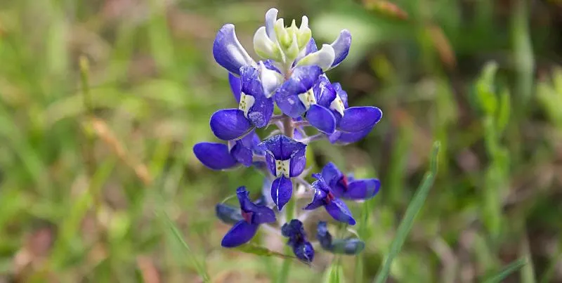 Texas Bluebonnet (Lupinus Texensis) — the bluebonnet favors full sun exposure to perform best; the Texas Bluebonnet (Lupinus texensis) graces, image 70