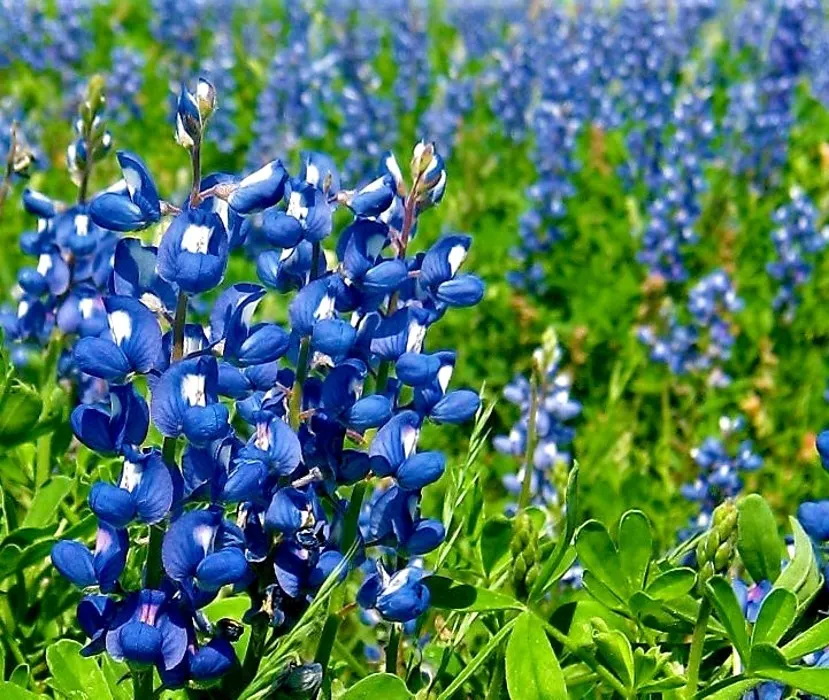 Texas Bluebonnet (Lupinus Texensis) — culminating in a characteristic white tip that contrasts beautifully with the deep blue petals