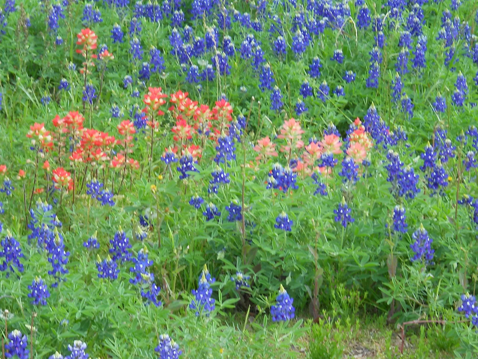 Texas Bluebonnet (Lupinus Texensis) — Its leaves are palmately compound; it's the Texas state flower, perfect for adding a touch of regional character to any