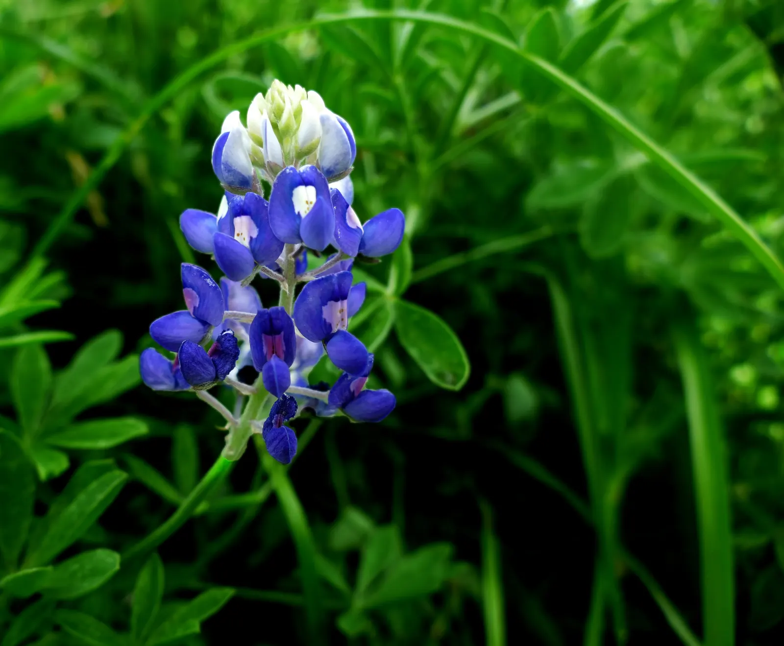 Texas Bluebonnet (Lupinus Texensis) — peaking at a modest height of 12-24 inches; the plant typically reaches a modest height of about 12 to 24 inches
