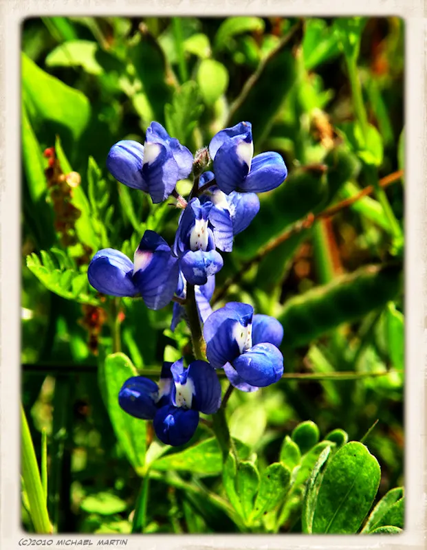 Texas Bluebonnet (Lupinus Texensis) — An established bluebonnet can be drought-resistant