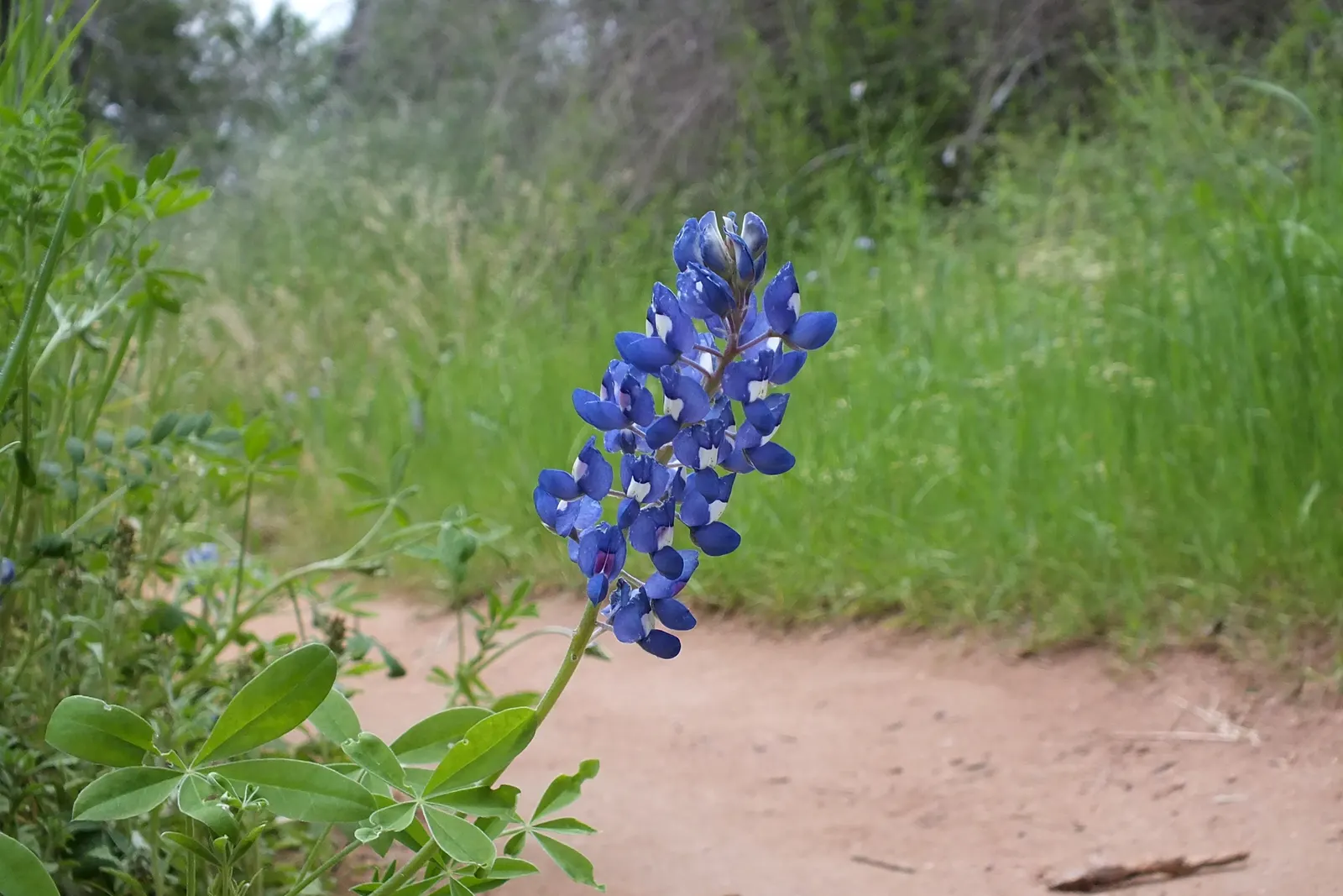 Texas Bluebonnet (Lupinus Texensis) — offering low maintenance and high drought resistance