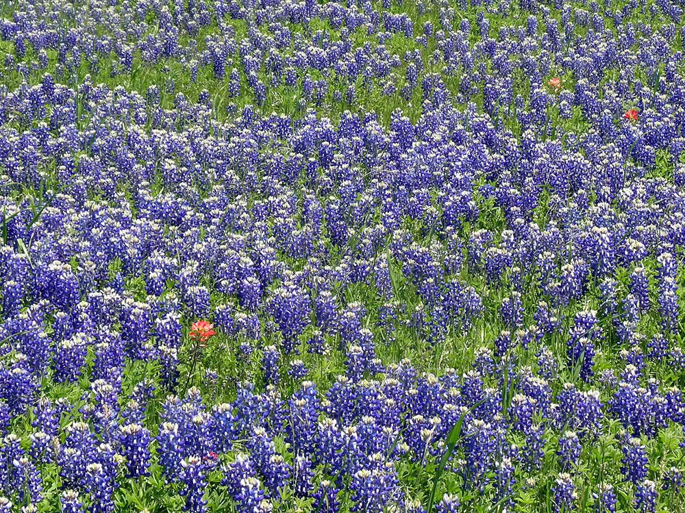 Texas Bluebonnet (Lupinus Texensis) — The flower spikes are densely packed with multiple flowers; fern-like appearance.<br><br>Flourishing in the, image 72