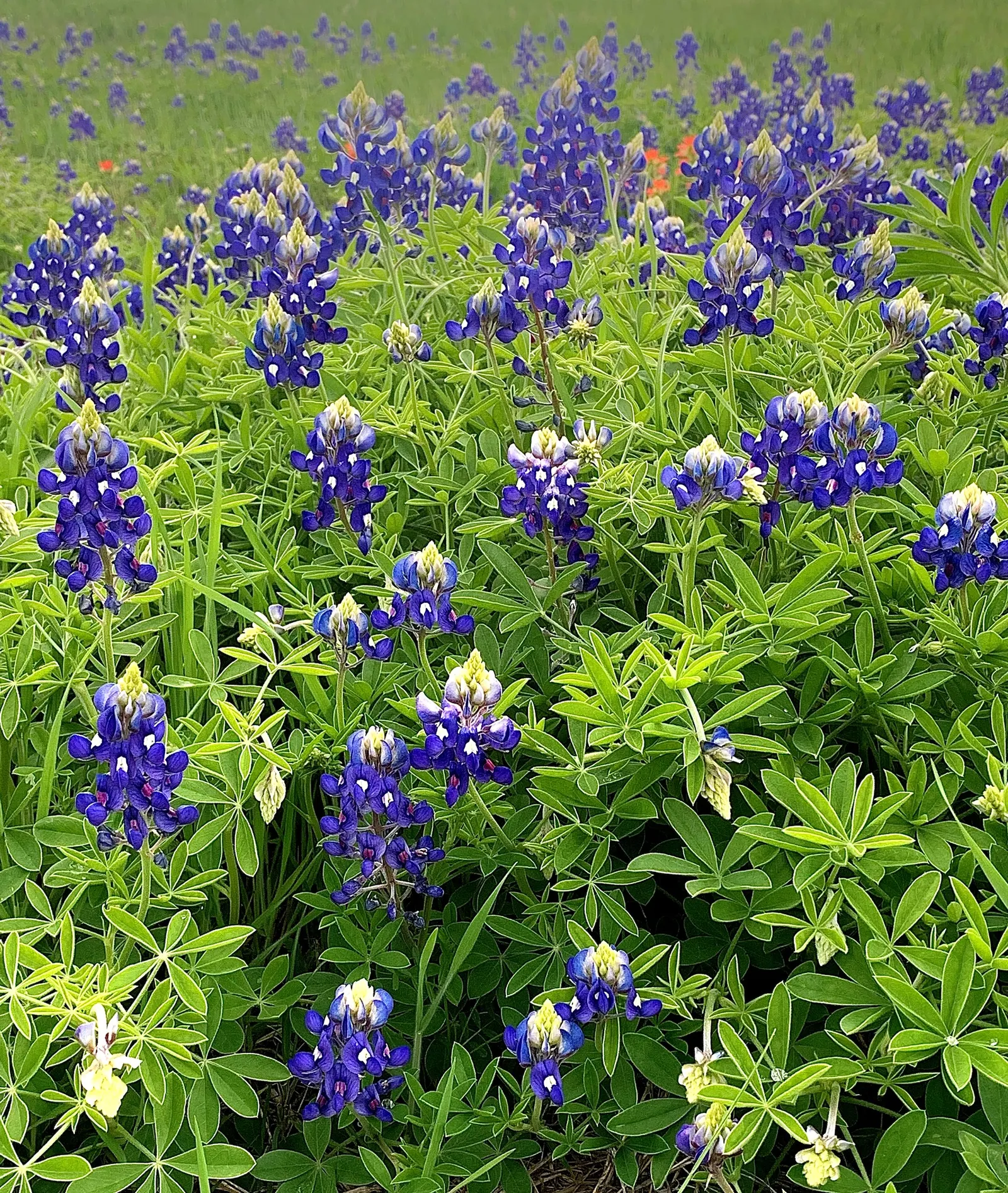 Texas Bluebonnet (Lupinus Texensis) — it's an essential for water-conscious designs, image 59