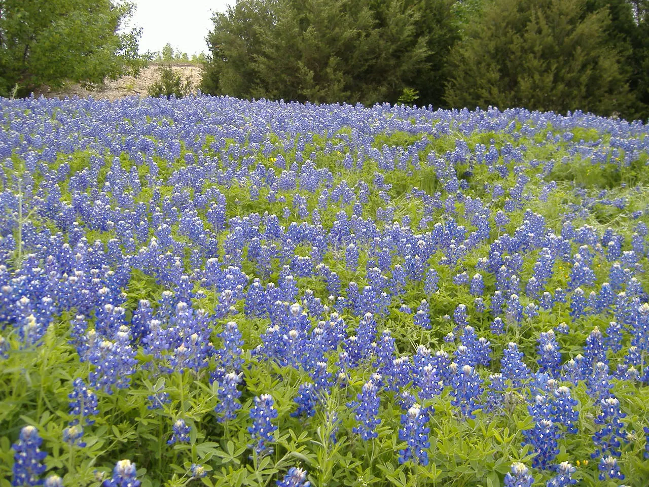 Texas Bluebonnet (Lupinus Texensis) — consider its role as an annual wildflower that readily reseeds itself