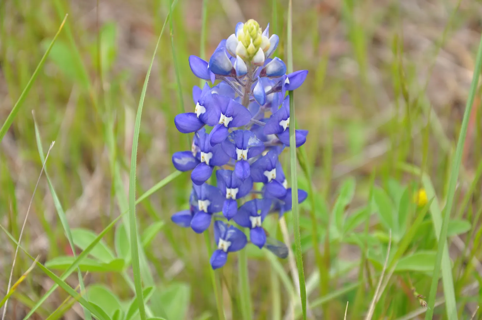 Texas Bluebonnet (Lupinus Texensis) — peaking at a modest height of 12-24 inches