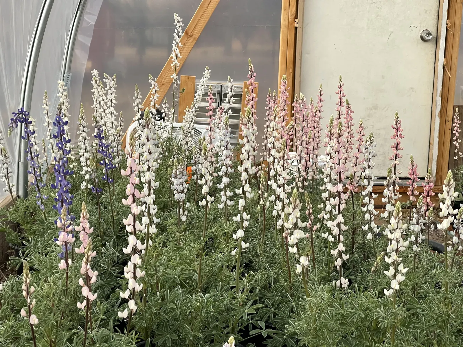 Texas Bluebonnet (Lupinus Texensis) — annual for full