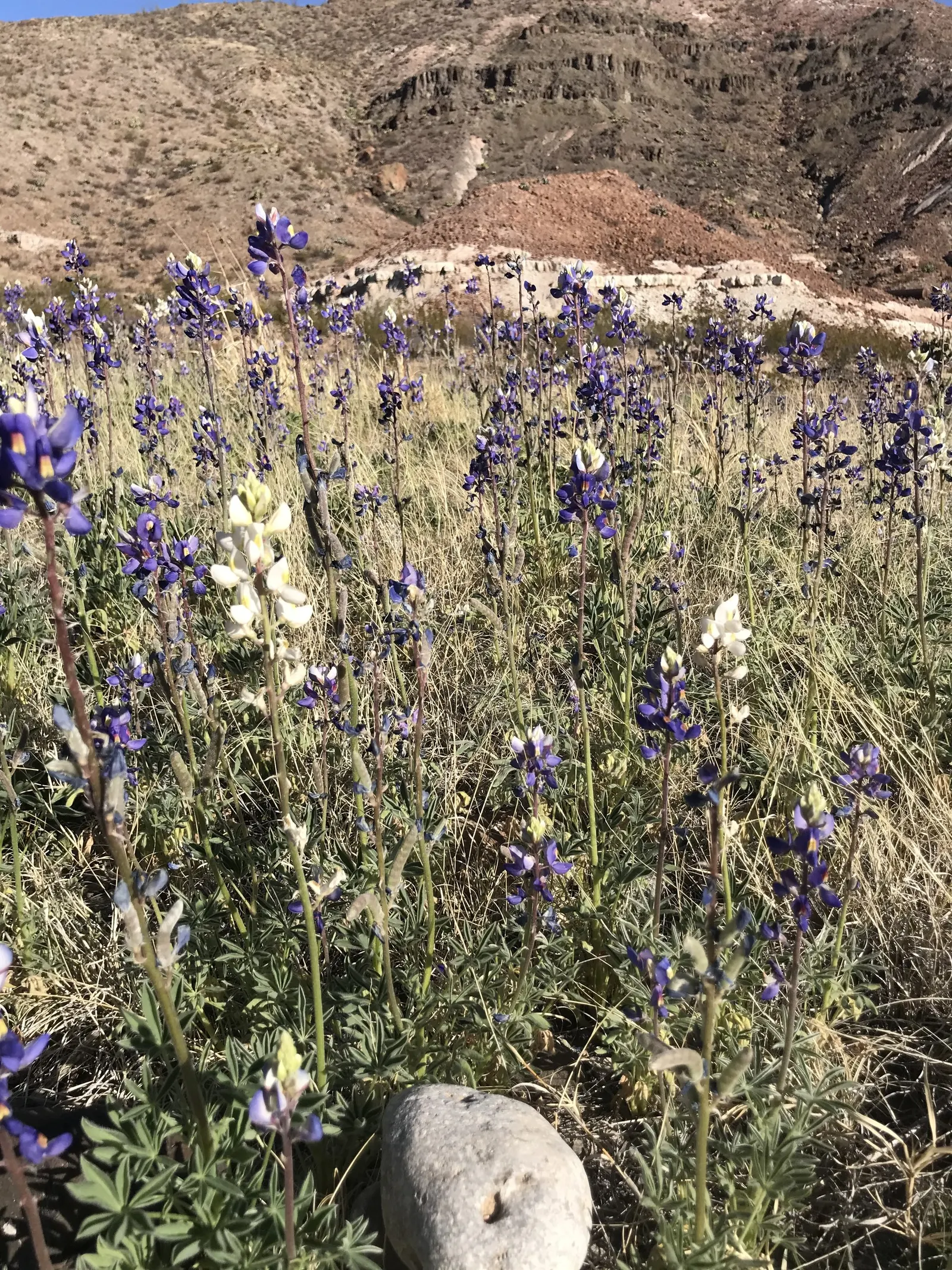 Texas Bluebonnet (Lupinus Texensis) — and is a celebrated symbol of Texan pride and natural beauty; offering low maintenance and high drought resistance