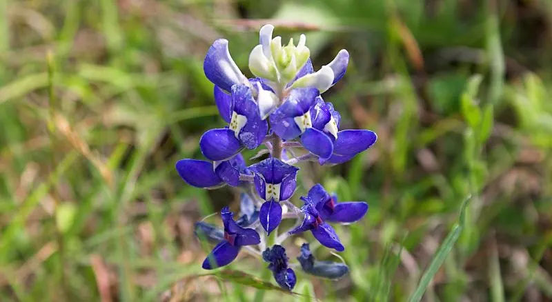 Texas Bluebonnet (Lupinus Texensis) — and is a celebrated symbol of Texan pride and natural beauty