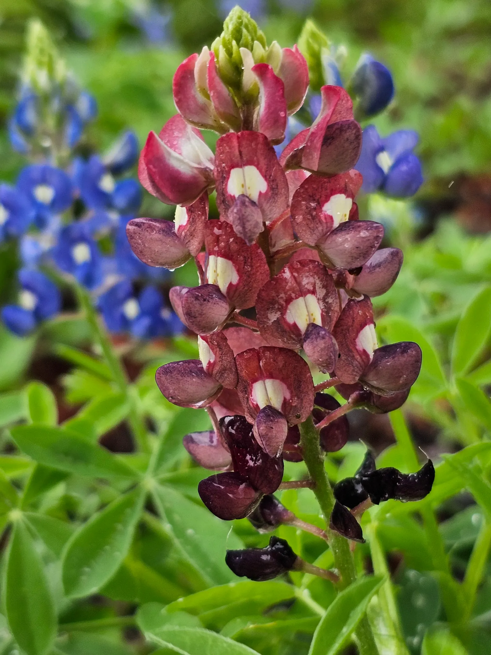 Texas Bluebonnet (Lupinus Texensis) — generally featuring five leaflets radiating from a central point, image 41