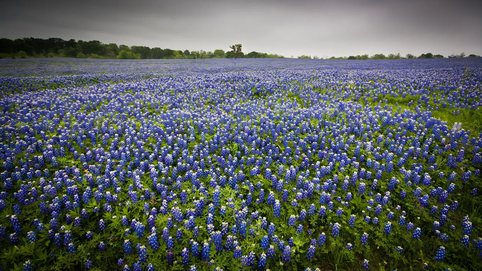 Texas Bluebonnet (Lupinus Texensis) — peaking at a modest height of 12-24 inches; the plant typically reaches a modest height of about 12 to 24, image 56