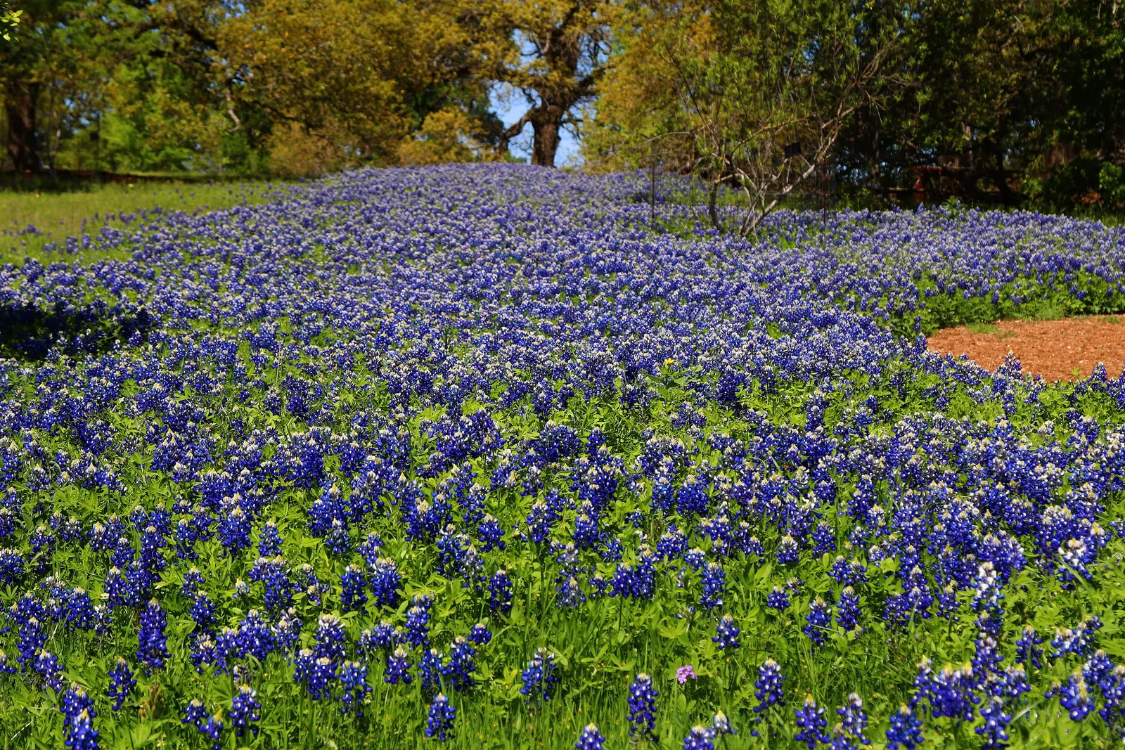 Texas Bluebonnet (Lupinus Texensis) — Groupings or drifts of bluebonnets create stunning sea of blue effect in the garden