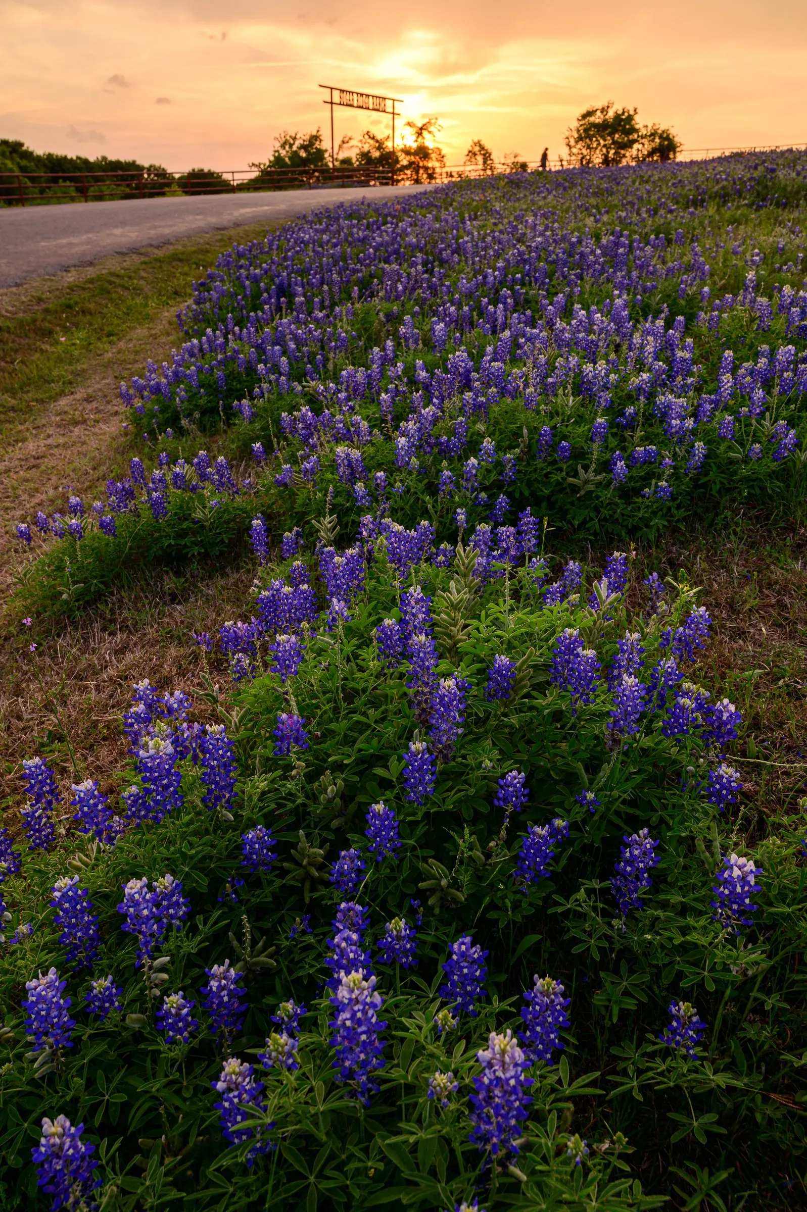 Texas Bluebonnet (Lupinus Texensis) — the bluebonnet favors full sun exposure to perform best
