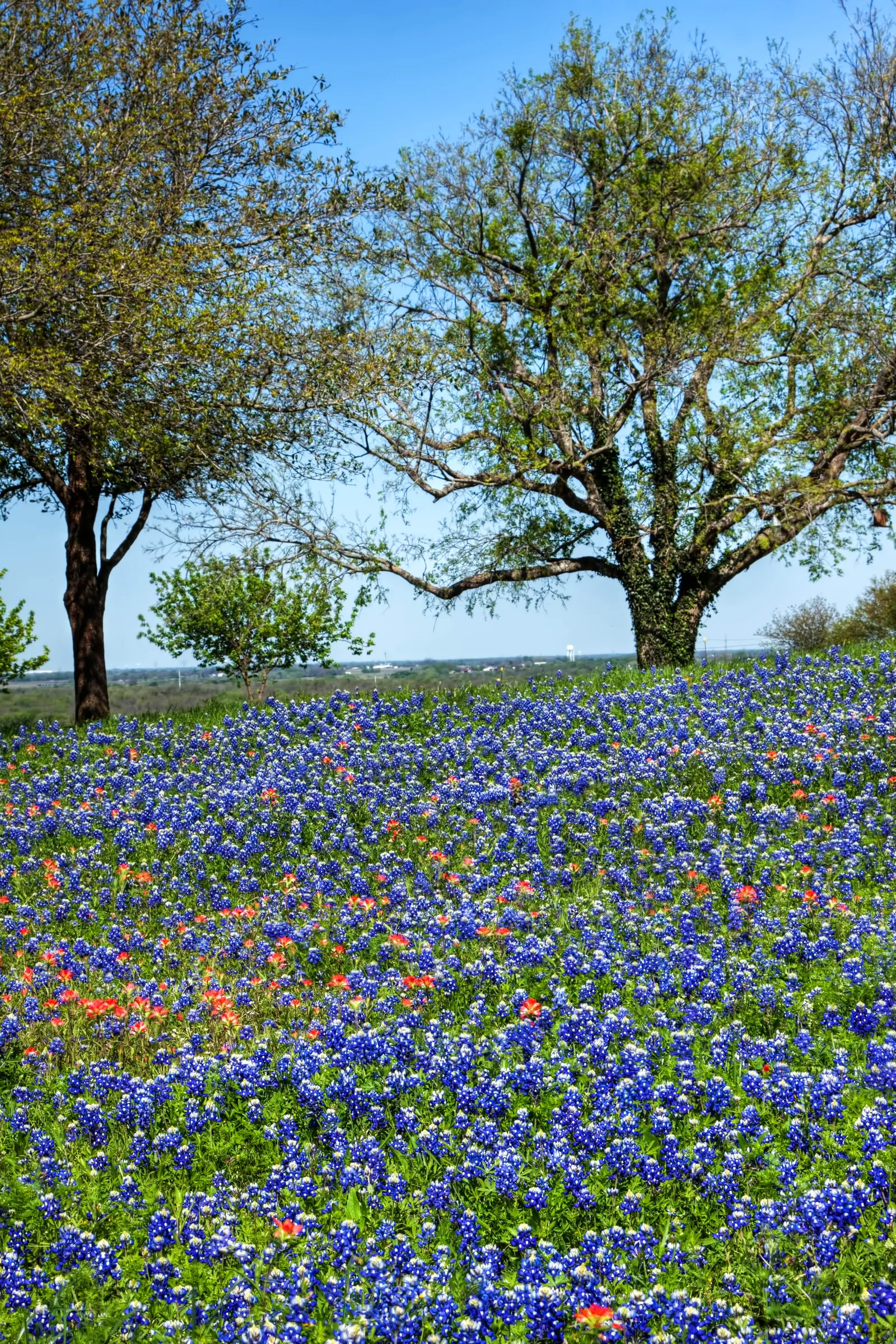 Texas Bluebonnet (Lupinus Texensis) — blue and multi-colored flowers in the garden