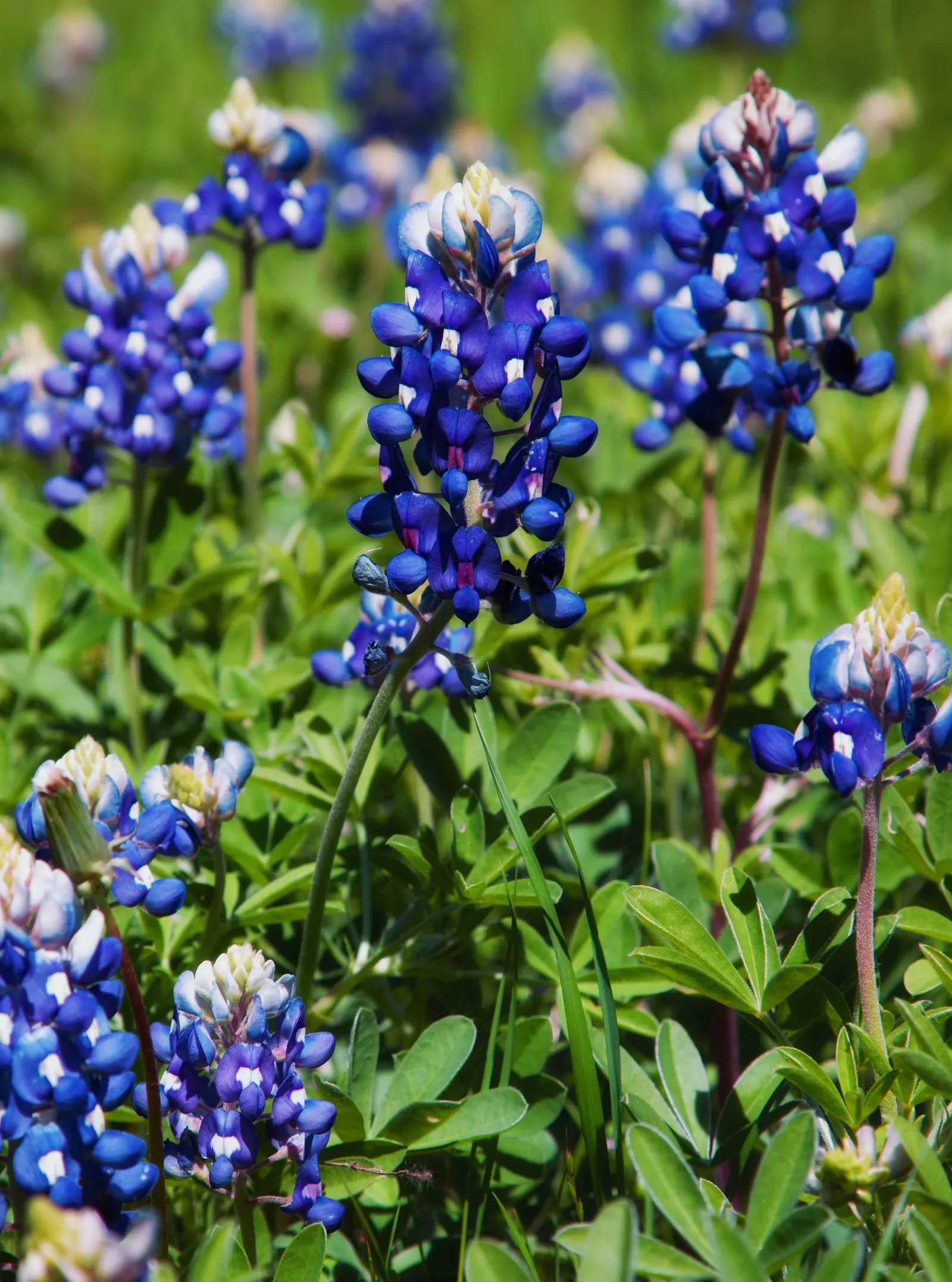 Texas Bluebonnet (Lupinus Texensis) — The Texas Bluebonnet (Lupinus texensis) graces landscapes with vibrant blue flowers; with its lupine family, image 55