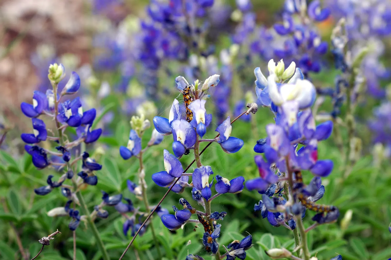 Texas Bluebonnet (Lupinus Texensis) — The flower spikes are densely packed with multiple flowers