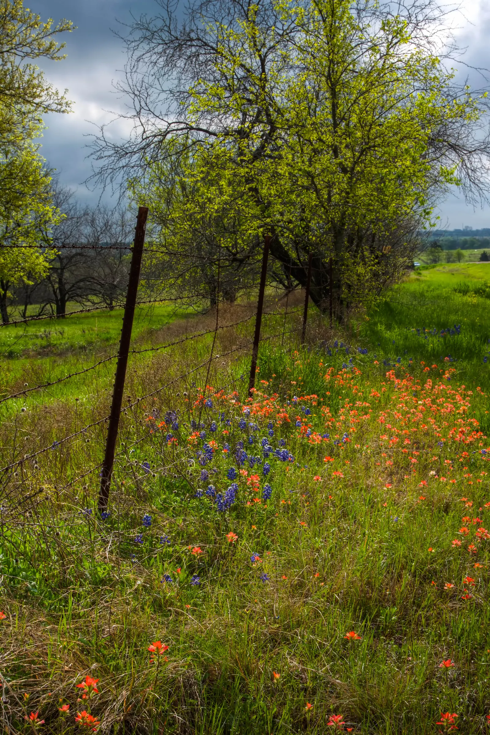 Texas Bluebonnet (Lupinus Texensis) — Renowned for its vibrant cobalt blue blossoms; its leaves are palmately compound