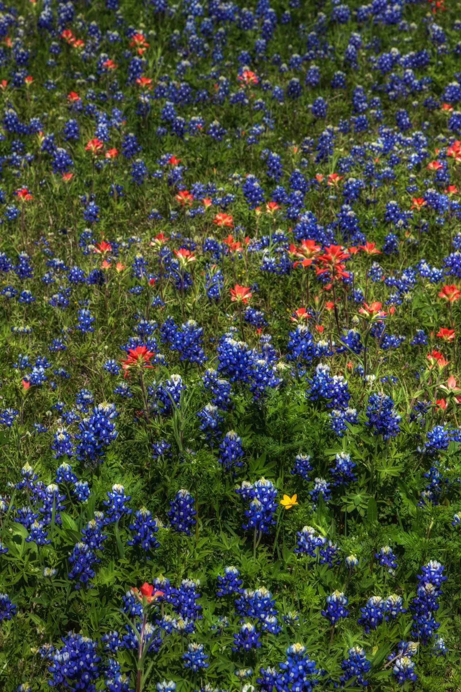 Texas Bluebonnet (Lupinus Texensis) — the plant typically reaches a modest height of about 12 to 24 inches