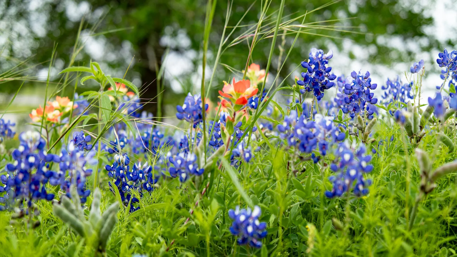 Texas Bluebonnet (Lupinus Texensis) — consider its role as an annual wildflower that readily reseeds itself; and is a celebrated symbol of Texan pride and