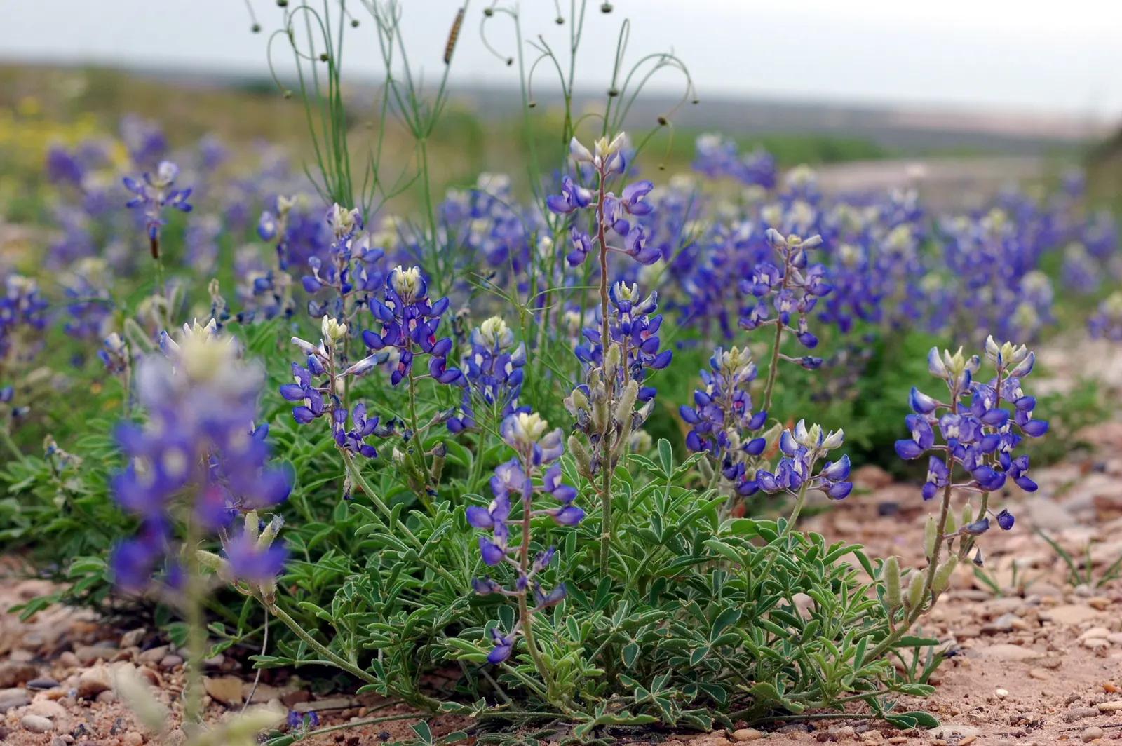 Texas Bluebonnet (Lupinus Texensis) — it's an essential for water-conscious designs, image 32