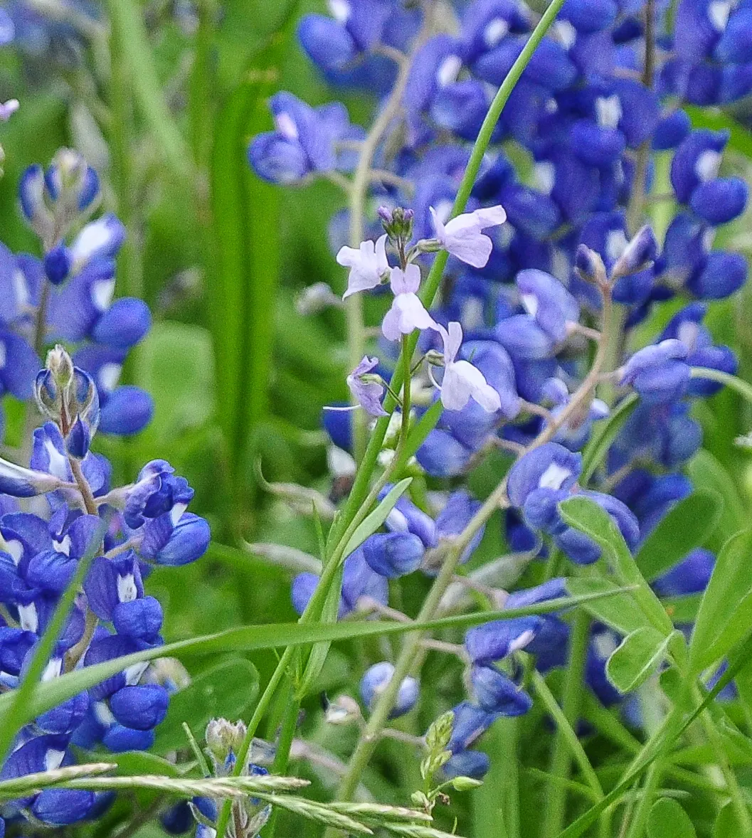 Texas Bluebonnet (Lupinus Texensis) — it's an essential for water-conscious designs