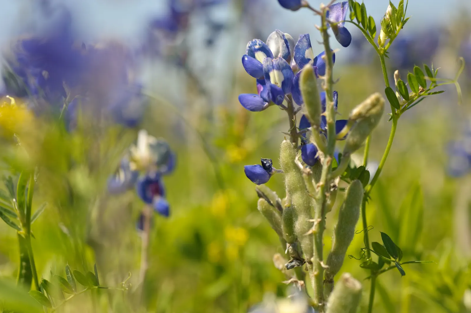 Texas Bluebonnet (Lupinus Texensis) — offering low maintenance and high drought resistance; and can spread equally wide