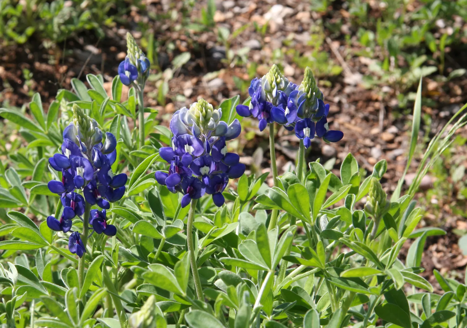 Texas Bluebonnet (Lupinus Texensis) — fern-like appearance.<br><br>Flourishing in the well-drained; consider its role as an annual wildflower that, image 69