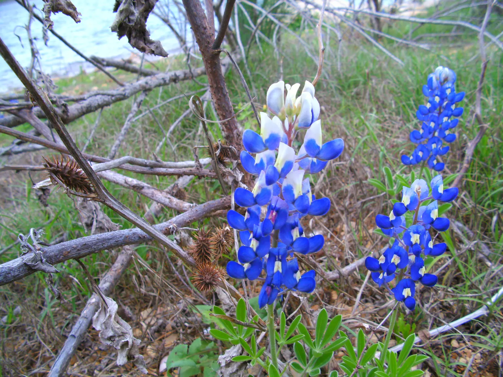 Texas Bluebonnet (Lupinus Texensis) — generally featuring five leaflets radiating from a central point, image 68