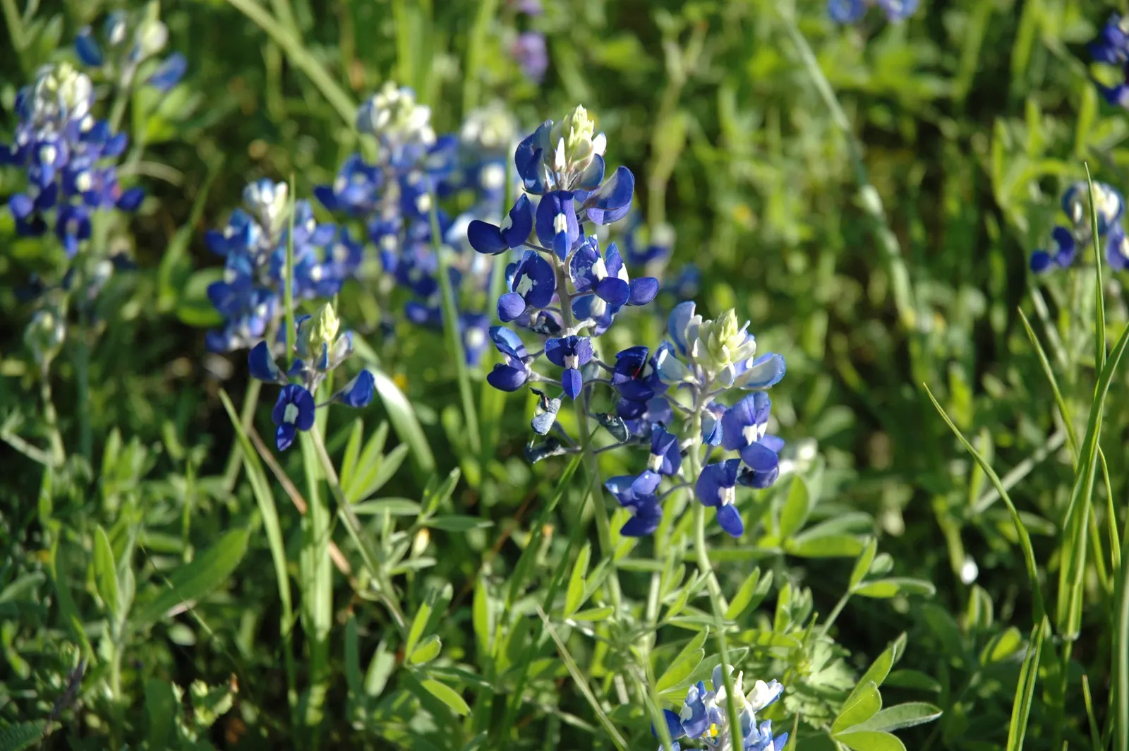 Texas Bluebonnet (Lupinus Texensis) — Renowned for its vibrant cobalt blue blossoms