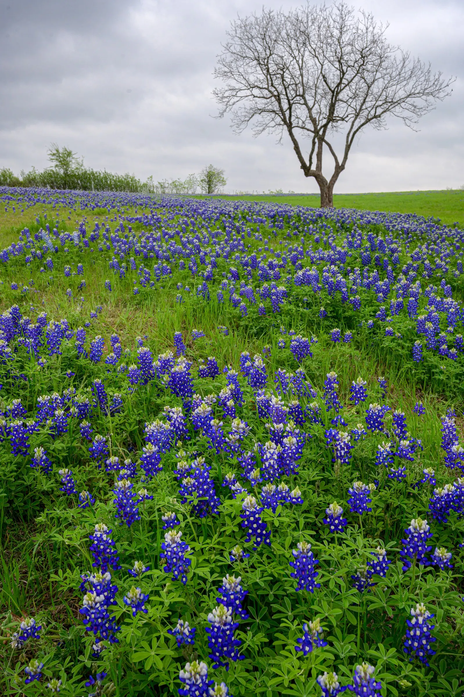 Texas Bluebonnet (Lupinus Texensis) — blue and multi-colored flowers in the garden; renowned for its vibrant cobalt blue blossoms