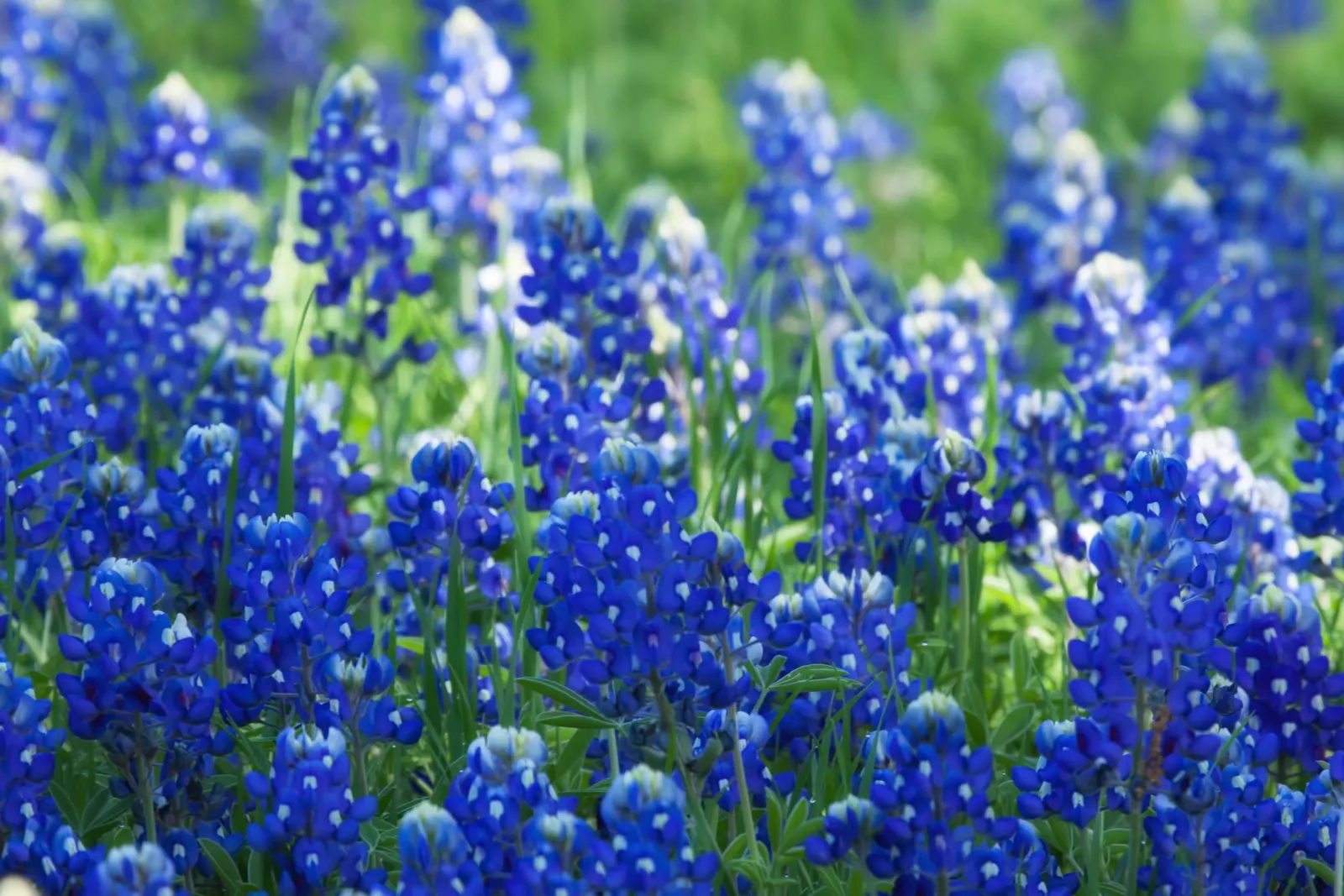 Texas Bluebonnet (Lupinus Texensis) — Zones for planting are typically USDA hardiness zones 3 to 8
